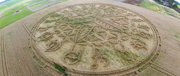 crop circle 1