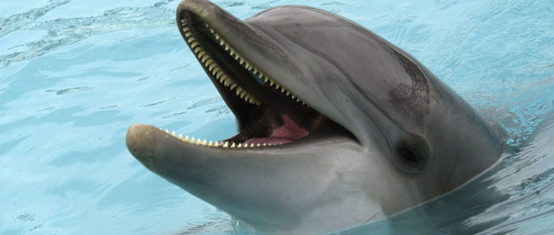 delfini1