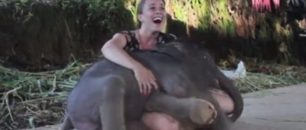elefant dragut