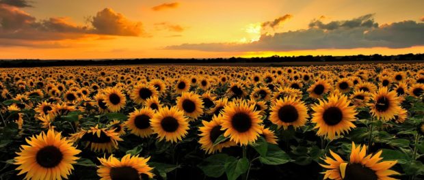 floare