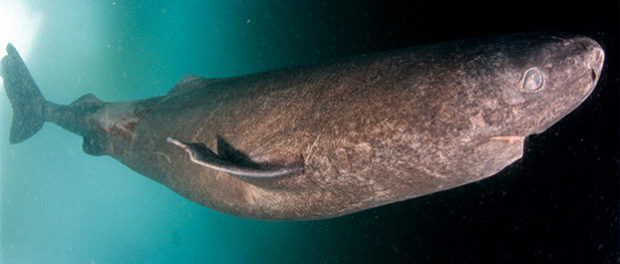 groenlada2