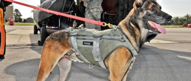 list-animals-that-changed-history-A-Belgian-Malinois-E
