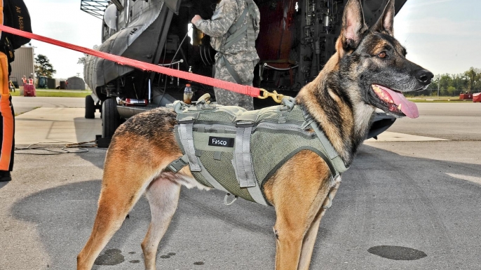 list-animals-that-changed-history-A-Belgian-Malinois-E