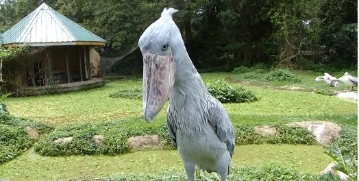 pasare dinozaur