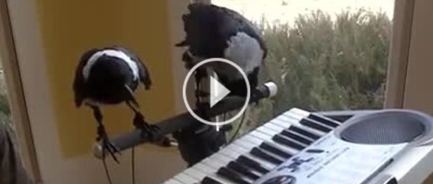 pasari pianiste
