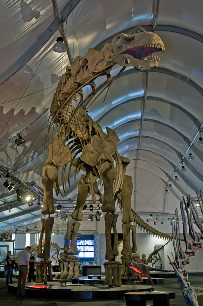 800px-argentinosaurus_dsc_2943