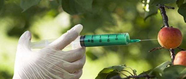 alimente-modificate-genetic