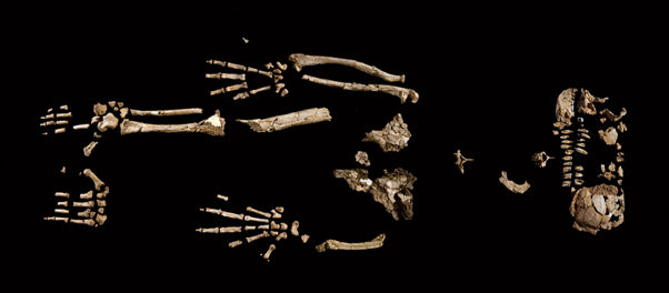 US-SCIENCE-ANTHROPOLOGY-ARDI