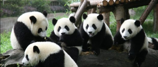 ursi panda