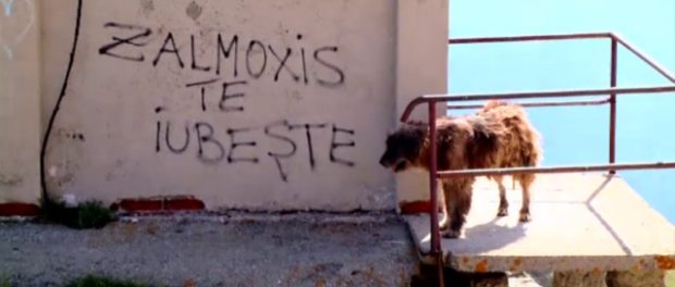 zalmoxis te iubeste