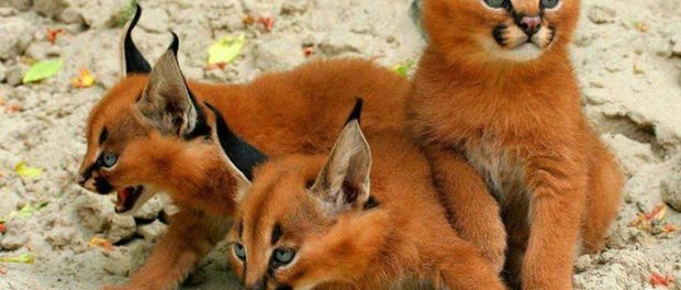 caracal