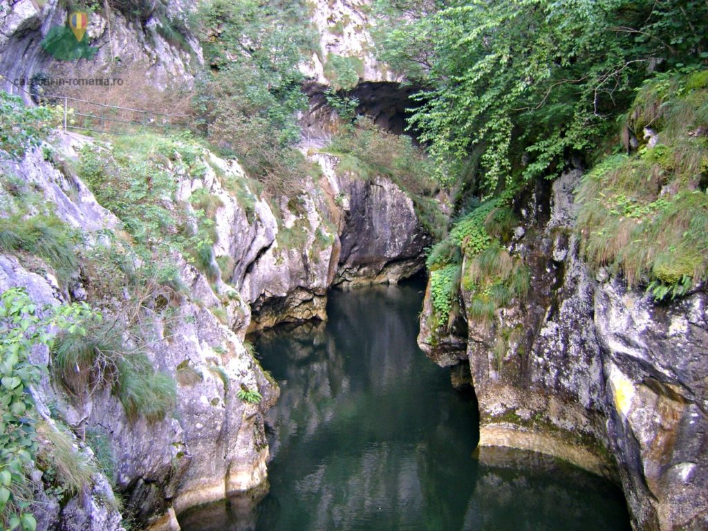 corcoaia-1
