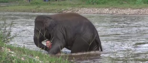elefant-in-apa