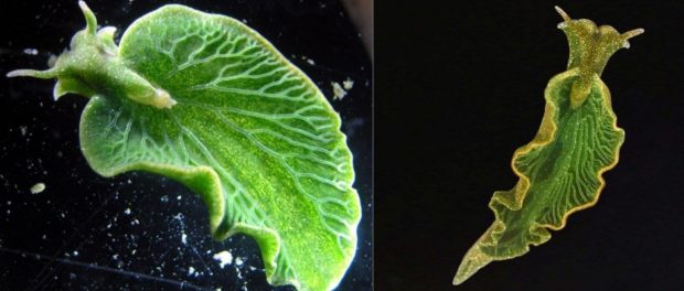 melcul-planta