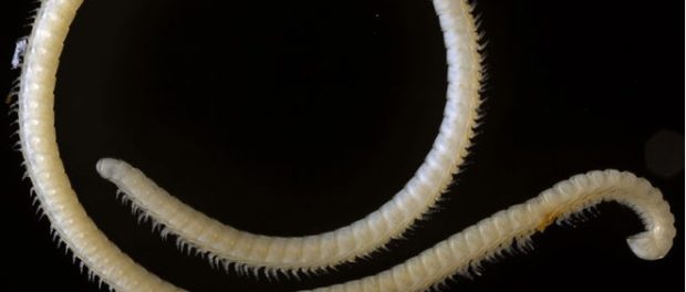miriapod