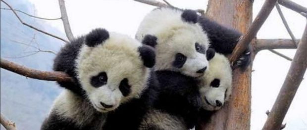 panda-1
