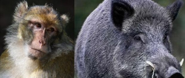 porc-si-maimuta