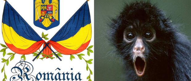 romania-maimuta