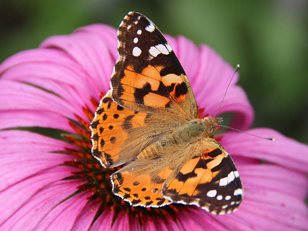 Belle-dame ou Vanessse du chardon (Vanessa cardui) butinant une fleur d'échinacée pourpre (Echinacea purpurea) - Havré (Belgique)