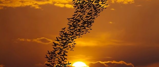 bats-1