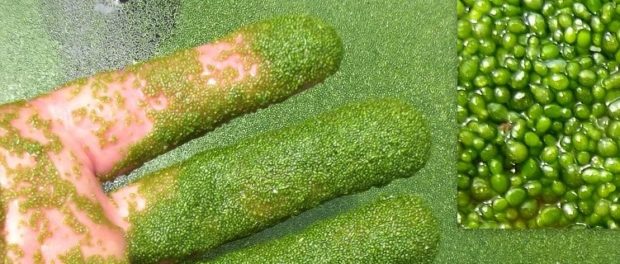 l