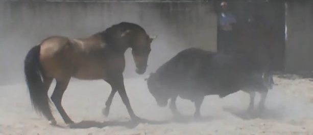 cal-si-taur