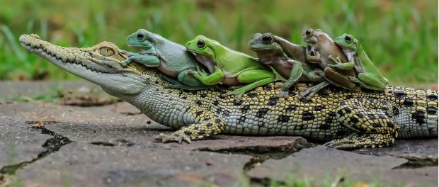 crocodil-broscute