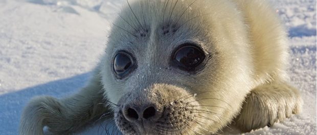 pui-de-foca