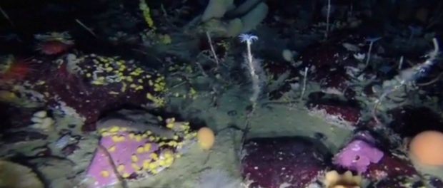 bioceanheader_1024
