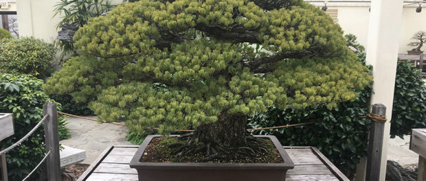hiroshima-bonsai-tree-1