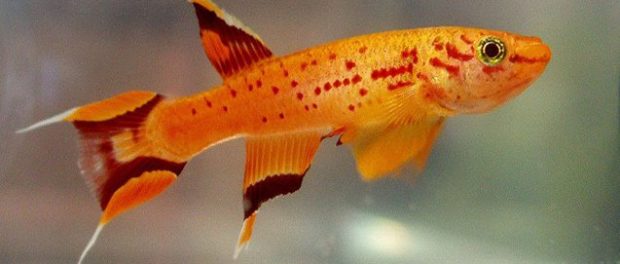 killifish