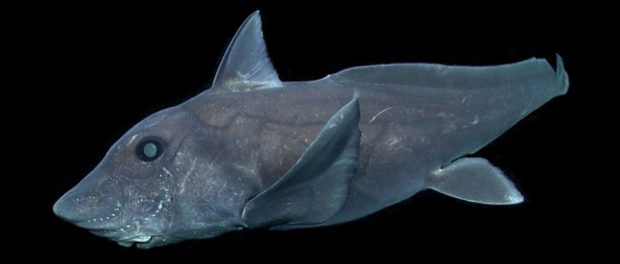 ratfish-video_1024