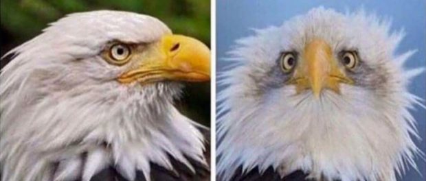 vultur-american-2