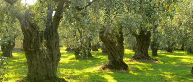 olive_trees_on_thassos