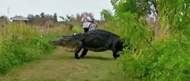 aligator1