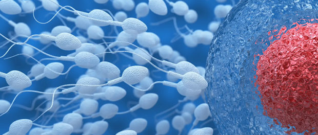 spermatozoizi-langa-ovul