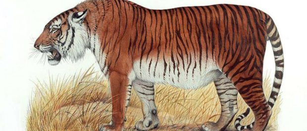 tigtulcaspic