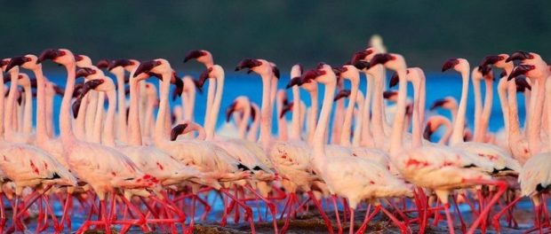 flamingo1
