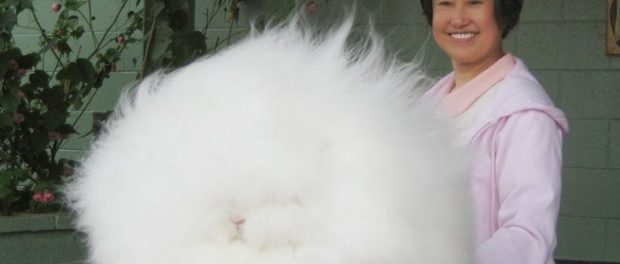 iepure-de-angora