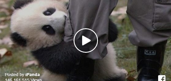 panda 2