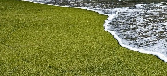 plaja verde