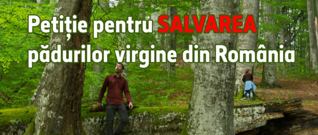 Petitie-paduri-virgine
