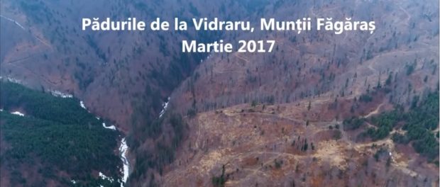 paduri vidraru