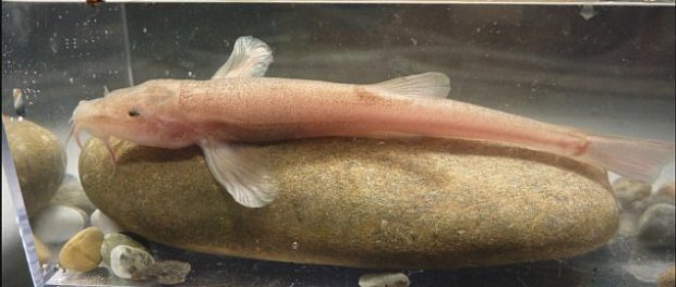 3ED0870C00000578-4368852-Hobby_diver_Joachim_Kreiselmaier_first_sighted_the_loaches_in_Au-a-1_1491290751190