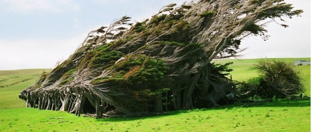 arbori ciudati 2