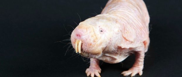rozatpr