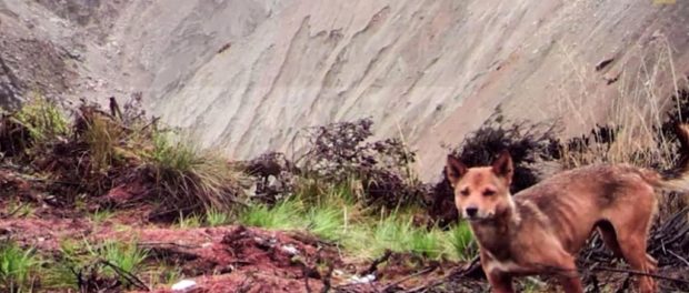 wild-dog-cover
