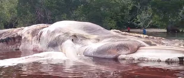 Sea-animal