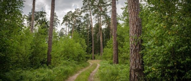 bialowieza-forest-72