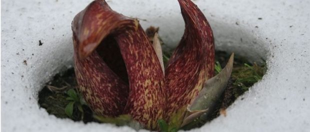 planta termogena